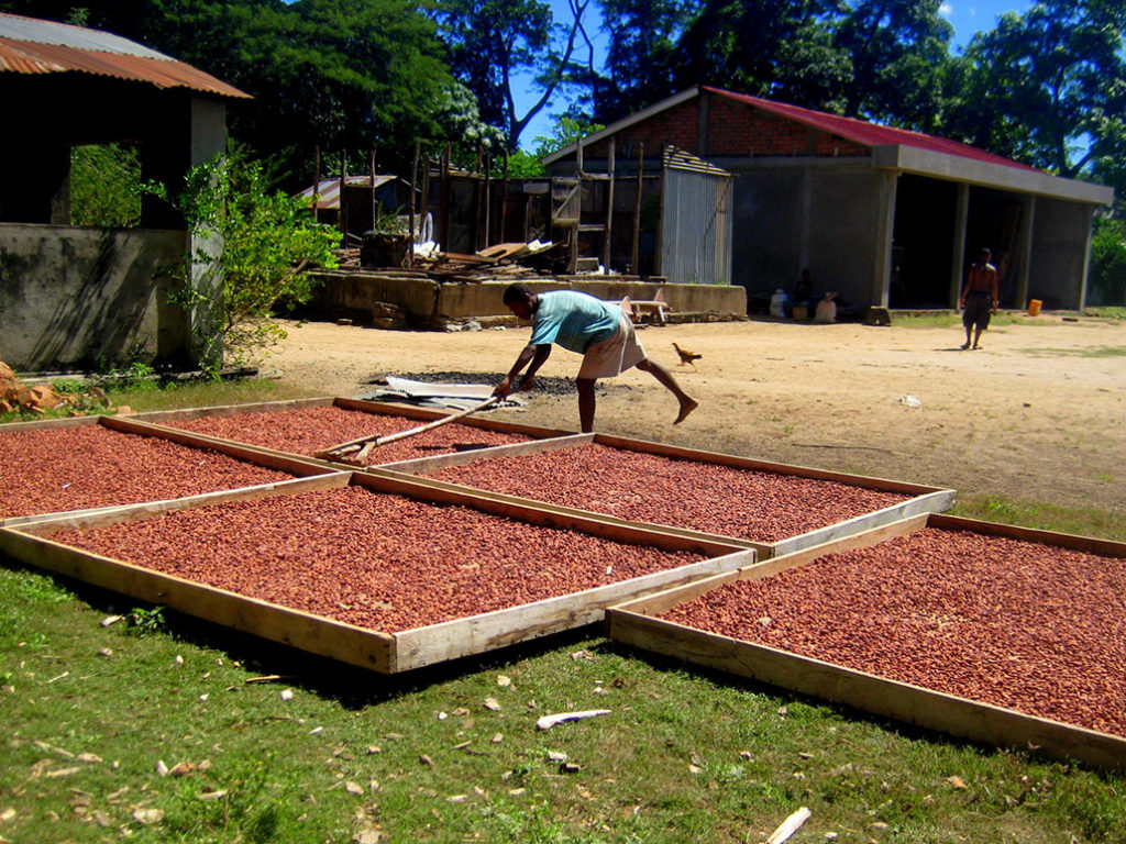 essicazione fave di cacao